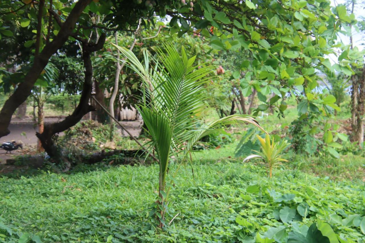La Sirenita - Ometepe Otel Altagracia Dış mekan fotoğraf