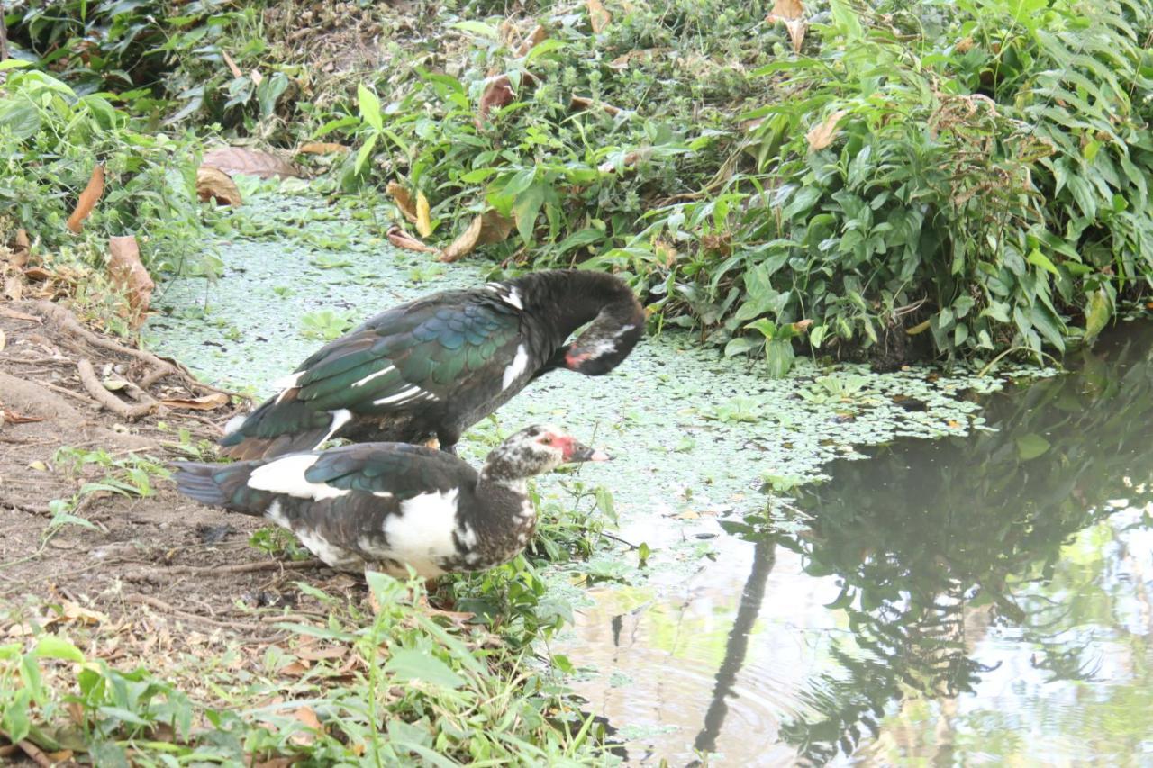 La Sirenita - Ometepe Otel Altagracia Dış mekan fotoğraf