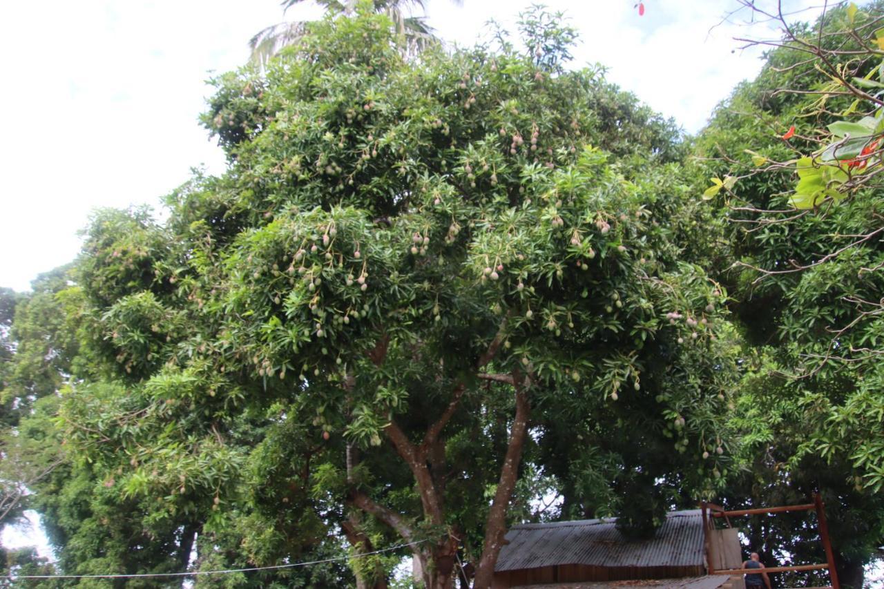 La Sirenita - Ometepe Otel Altagracia Dış mekan fotoğraf