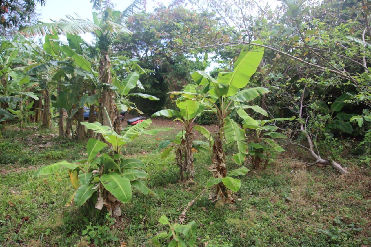 La Sirenita - Ometepe Otel Altagracia Dış mekan fotoğraf